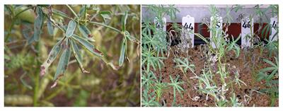 Identification of Gray Leaf Spot Disease Candidate Gene in Narrow-Leafed Lupin (Lupinus angustifolius L.)